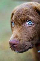 Dog: Retriever Puppy Headshot photo