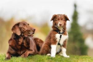 Adult dog and puppy photo