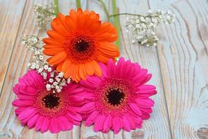 Bunch of gerber daisies and baby's breath on old wood