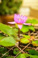Pink Lotus photo