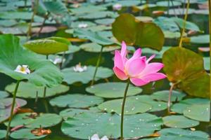 Pink lotus blossoms or water lily flowers blooming on pond photo