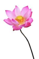 lotus flower isolated on white background photo