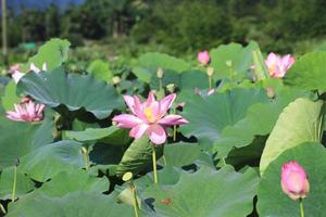 Lotus flowers and buds photo