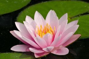 beautiful lotus in pond photo