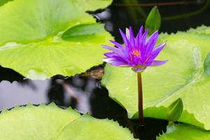 Purple Lotus in Pond photo