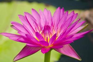 beautiful lotus in pond photo