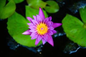 purple lotus in the pond photo
