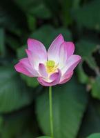 Pink waterlily or lotus flower photo