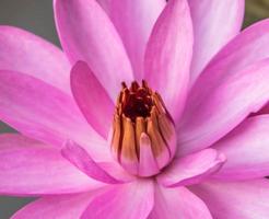 beautiful pink or lotus flower photo