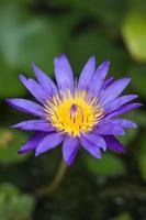 flor de loto violeta en pecera foto