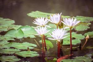 beautiful pink waterlily or lotus flower