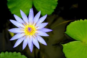 Blue lotus flower on the pond