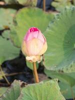 pink waterlily or lotus flower in pond photo