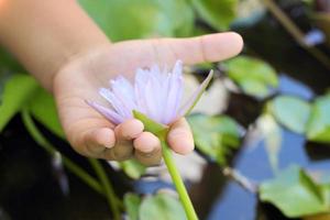 lotus purple in the hand