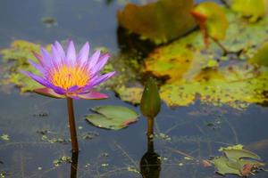 Purple lotus in the marsh