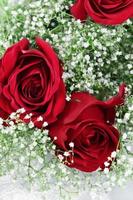 Red Roses and Babys Breath photo