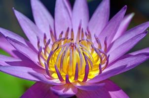 Closeup lotus pollen photo