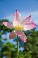pink lotus flower photo
