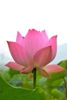 Blossom pink lotus flower photo
