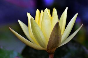 Blossom yellow waterlily