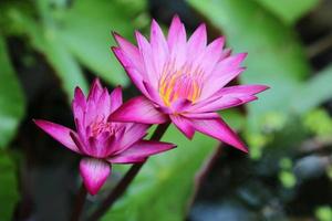 Lotus, fresh color, with yellow stamens of the lotus flower photo