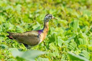 Young Bronze-winged Jacana