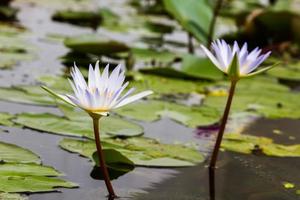 Beautiful two lotus flower in the pond