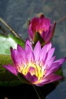 beautiful pink waterlily or lotus flower. photo