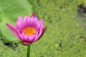 lotus pink purple in the nature photo