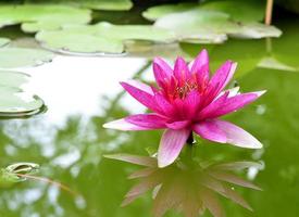 Natural Pink Lotus flower or waterlity photo