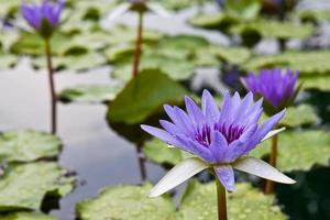 beautiful blossom purple lotus in a pool photo