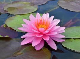 Beautiful Fine Pink Twin Lotus flowers with colorful leafs around photo