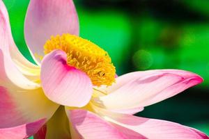 macro close-up beautiful lotus blossoms or water lily flowers wi