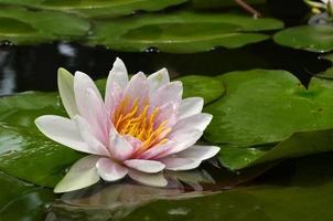 Lotus flower expose to the light with green leafs surrounding