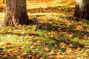 Autumn Japanese garden with maple photo