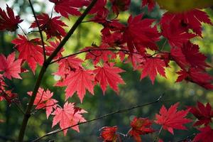 Autumn Color
