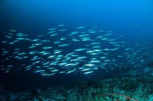 schooler fish barracuda kapoposang indonesia underwater scuba diver