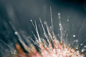 Blur and soft focus of grass flower with water drops