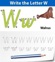 Letter W tracing alphabet worksheet with walrus  vector