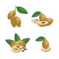 Realistic sapodilla fruit set vector