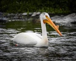 White swan on water photo