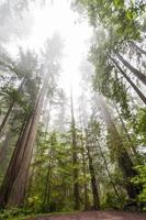 Tall redwood trees photo