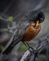 Bird perched on tree   photo