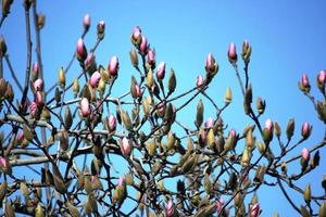 Tulip tree begins to bloom on Lake Maggiore Italy