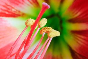 amaryllis flower photo