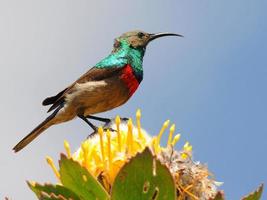 sunbird,South Africa photo