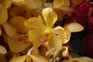 Beautiful yellow orchid flowers photo