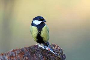 great tit came  on a stump for food photo
