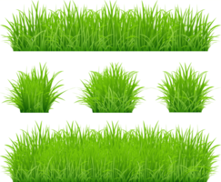 conjunto de bordes de hierba verde