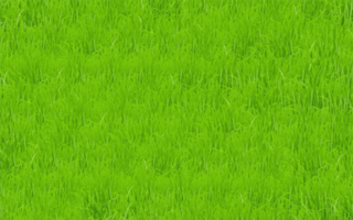 Green Grass Field